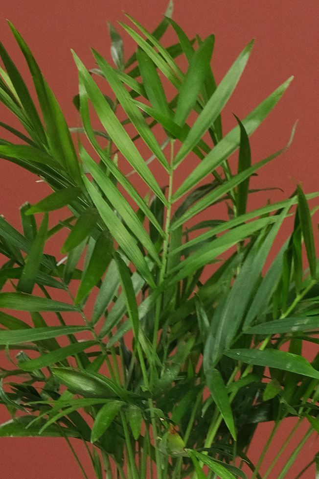 Dağ Palmiyesi (Chamaedorea Elegans)